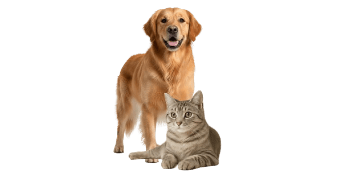 Adorable cat and dog - your trusted pet care partner